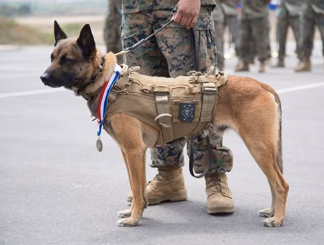Chúng được gọi là “những chiến binh không bao giờ sủa” vì sủa là hành vi bị cấm, mặc dù chúng vô cùng nhanh nhẹn, ít phát ra tiếng động và đầy tính sát thủ.