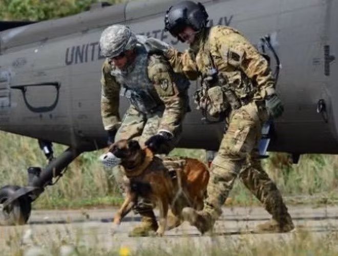 Theo một bài viết trên Bussiness Insider, tác giả Sara Ohlms, một trong những người huấn luyện chó đặc nhiệm của Thủy quân lục chiến Mỹ từ năm 2012 đến 2017 tiết lộ, đội MPC được chọn lựa đặc biệt kỹ càng và huấn luyện khắt khe để có thể xử lý các tình huống căng thẳng nhất mà vẫn giữ được bình tĩnh.