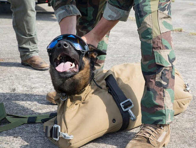 Quá trình tuyển lựa, chó được chụp X-quang để đảm bảo rằng không có bị bất thường về hệ xương. Chó bị bệnh về da, về mắt hay tai cũng bị loại trừ.