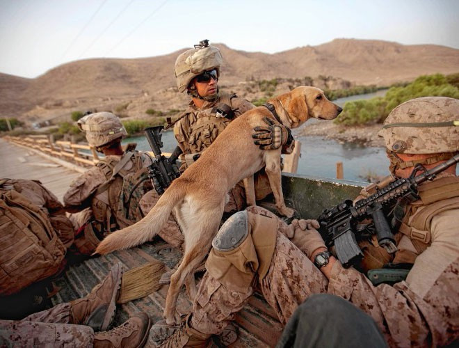 Trước khi nghỉ hưu, những chú chó cũng được đánh giá để đảm bảo rằng không gây rủi ro cho người dân