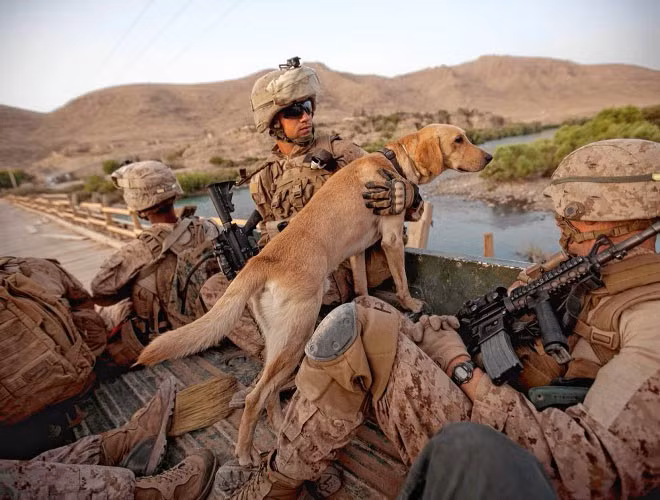 Trước khi nghỉ hưu, những chú chó cũng được đánh giá để đảm bảo rằng không gây rủi ro cho người dân