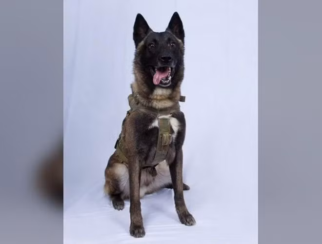 Danh tính của những chú chó đặc nhiệm này được giữ kín, nhưng trong một ngoại lệ, Tổng thống Donald Trump đã chia sẻ bức ảnh về Conan, binh khuyển của đặc nhiệm Delta tham gia vụ đột kích tiêu diệt trùm IS