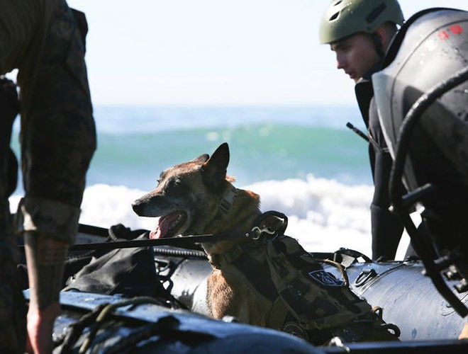 Một năm 4 lần, đội đặc nhiệm phụ trách chó MPC, huấn luyện viên, bác sỹ thú y và các chuyên gia khác ở Căn cứ không quân Lackland ở San Antonio Texas, đại bản doanh của Chương trình chó nghiệp vụ quân đội lại ra nước ngoài tuyển lựa chó.