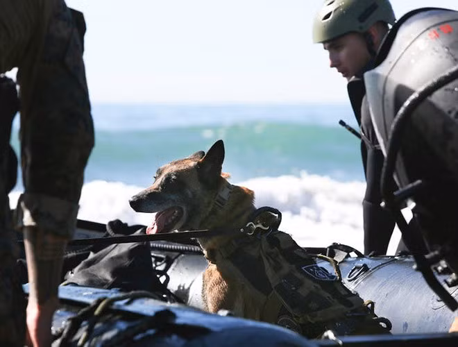 Một năm 4 lần, đội đặc nhiệm phụ trách chó MPC, huấn luyện viên, bác sỹ thú y và các chuyên gia khác ở Căn cứ không quân Lackland ở San Antonio Texas, đại bản doanh của Chương trình chó nghiệp vụ quân đội lại ra nước ngoài tuyển lựa chó.