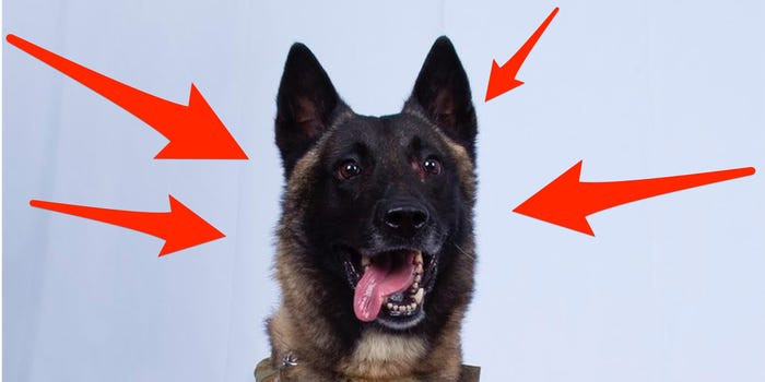 Và đây là nhân vật duy nhất được vinh danh trong chiến công tiêu diệt trùm khủng bố IS - một chú chó đặc nhiệm. Nguồn ảnh: BI.