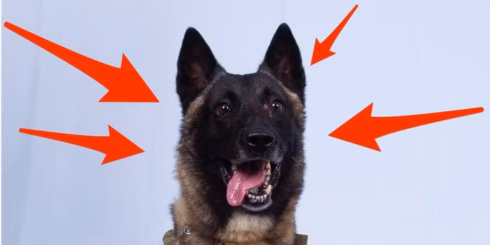 Và đây là nhân vật duy nhất được vinh danh trong chiến công tiêu diệt trùm khủng bố IS - một chú chó đặc nhiệm. Nguồn ảnh: BI.