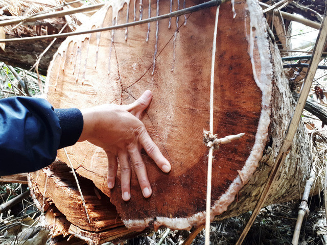 Vết cắt còn khá mới, còn nhựa cây - Ảnh: LÊ TRUNG