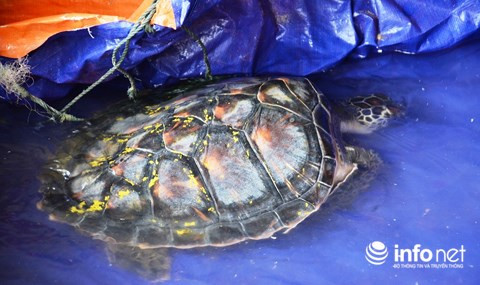 Trên mai rùa có nhiều hoa văn.