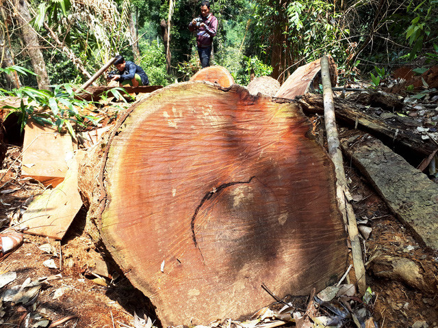 Hiện trường vụ phá rừng lim xanh - Ảnh: LÊ TRUNG