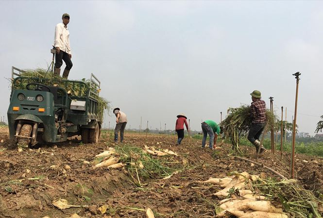 Thu gom củ cải lên xe để mang đi tiêu hủy. Thu gom củ cải lên xe để mang đi tiêu hủy.