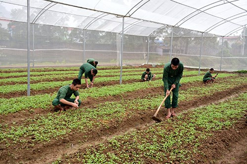 Chăm bón rau xanh.