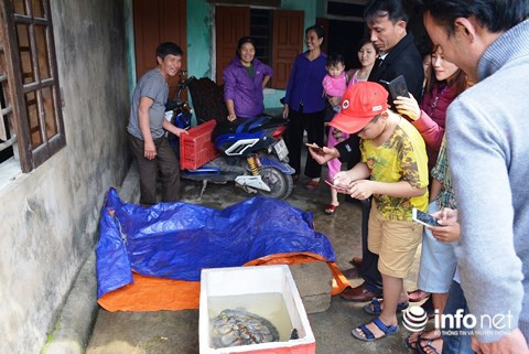 Nhiều người dân địa phương hiếu kỳ kéo đến xem con rùa quý hiếm mà ông Hộ bắt được.