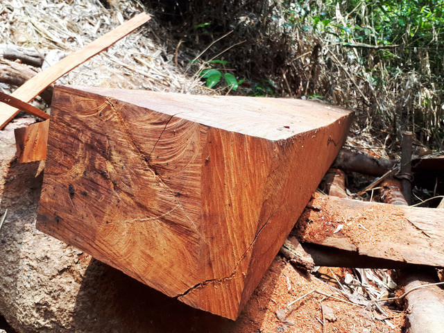 Một phách gỗ cỡ lớn - Ảnh: LÊ TRUNG