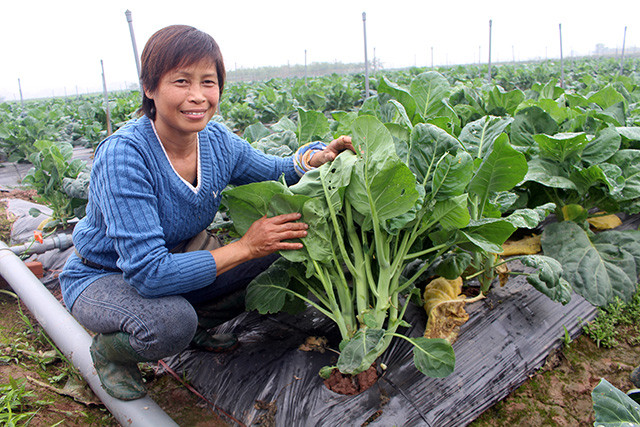Chị Đặng Thị Cuối chăm sóc luống rau hữu cơ. Ảnh: Thu Hà Chị Đặng Thị Cuối chăm sóc luống rau hữu cơ. Ảnh: Thu Hà