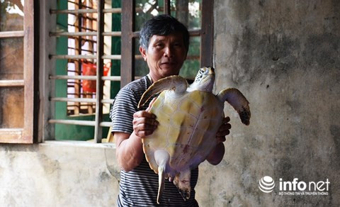 Con rùa biển nặng hơn 7kg đang được ông Hộ bảo quản và chăm sóc tại nhà.