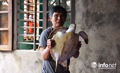 Con rùa biển nặng hơn 7kg đang được ông Hộ bảo quản và chăm sóc tại nhà.