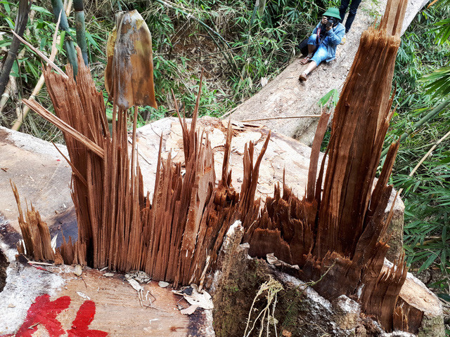 Cây cổ thụ bị đốn hạ - Ảnh: LÊ TRUNG