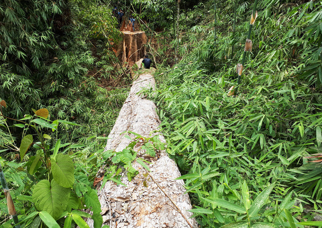 Một cây lim có đường kính hơn 2m, dài gần 50m bị chặt, lâm tặc chưa kịp xẻ phách - Ảnh: LÊ TRUNG