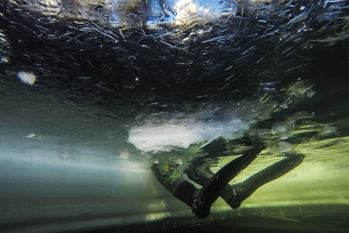 Chân vịt của người nhái dưới lớp băng.