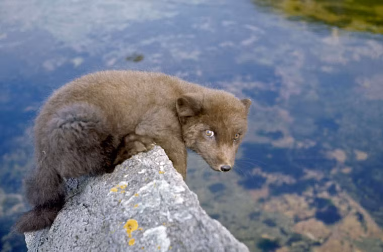 Ở đây, du khách có thể thấy những chú gấu nâu trong môi trường sống tự nhiên.