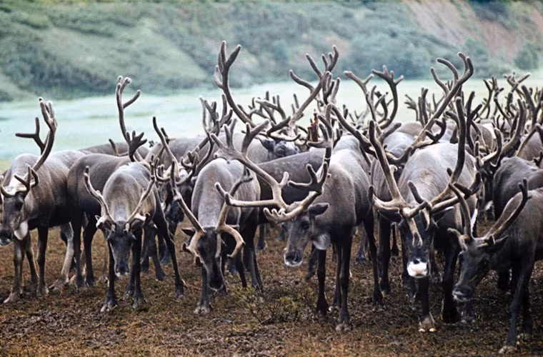 Với 3 khu bảo tồn thiên nhiên, 5 công viên quốc gia và 24 khu bảo tồn động vật hoang dã, chắc chắn bán đảo này là nơi lý tưởng cho du lịch sinh thái.