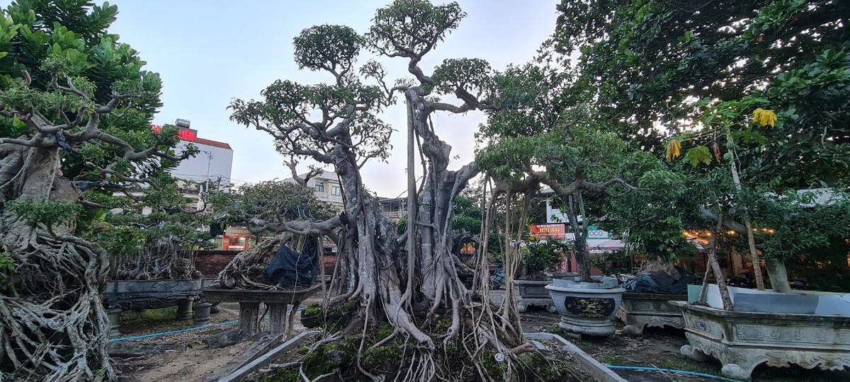 Sanh lại là cây dễ sống, phát triển tốt, không tốn quá nhiều công chăm sóc. Cây sanh bonsai có giá trị nghệ thuật cao, mang đến vẻ đẹp sang trọng, bề thế nên được nhiều đại gia ưa chuộng.