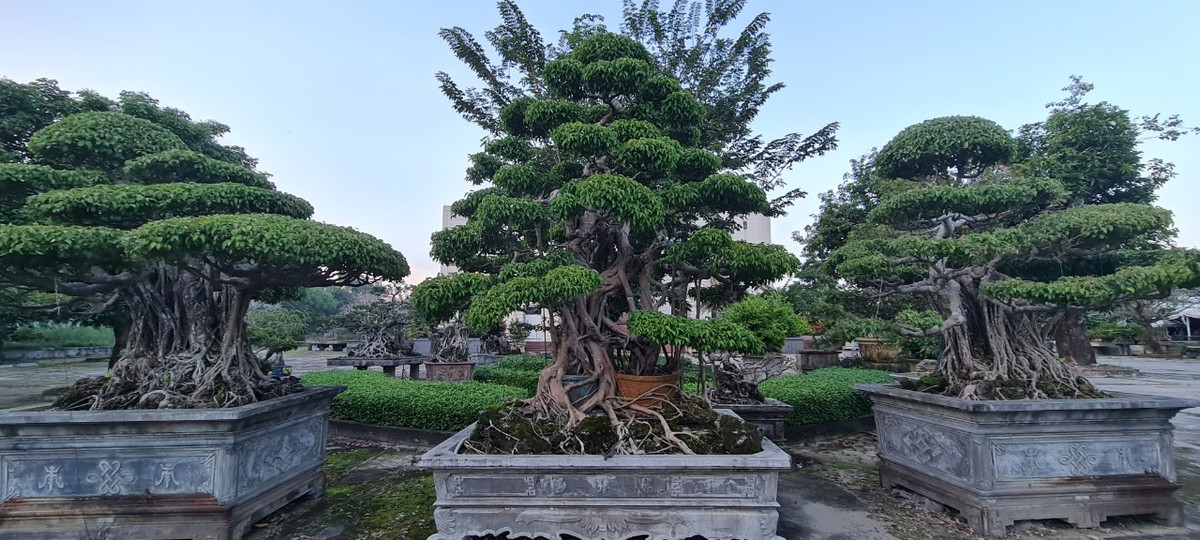 Ở Việt Nam, cây sanh là loại cây bonsai nằm trong bộ Tứ Linh, rất được ưa chuộng.
