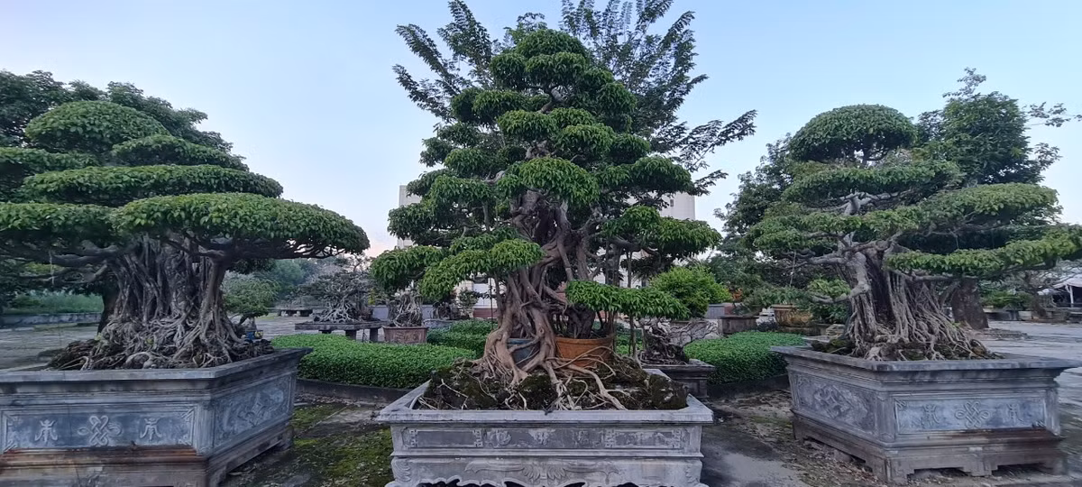 Ở Việt Nam, cây sanh là loại cây bonsai nằm trong bộ Tứ Linh, rất được ưa chuộng.