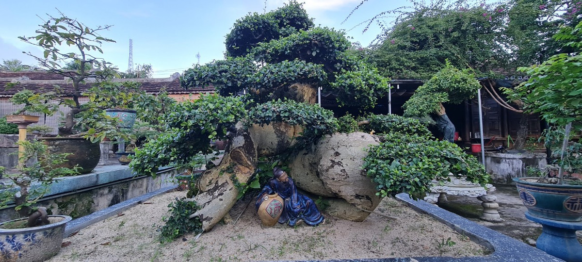 Ngoài cây sanh, cây duối cũng là loại bonsai được nhiều đại gia ưa chuộng.