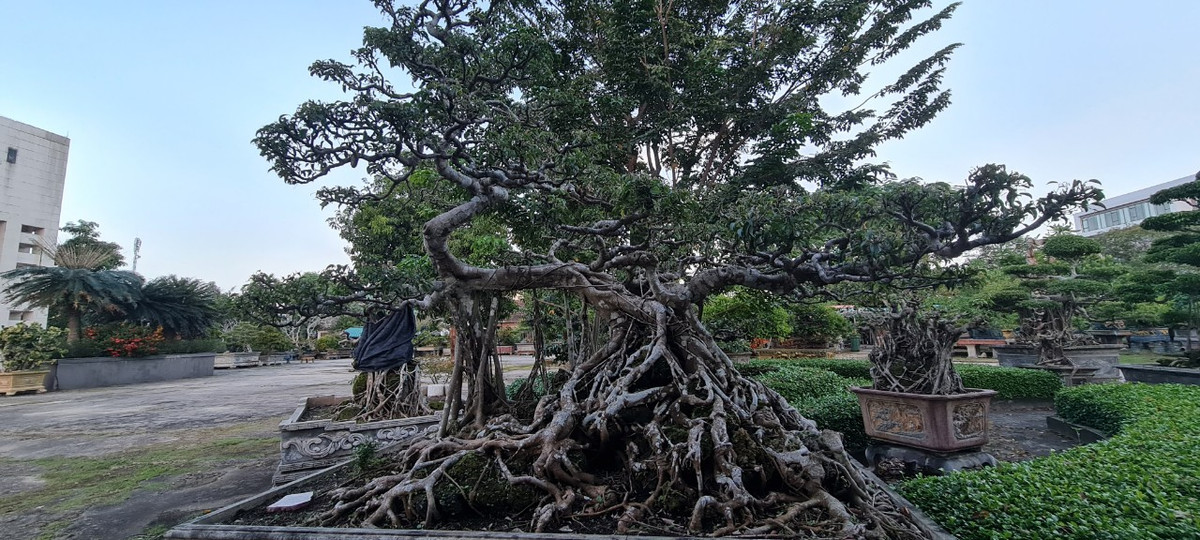 Theo quan niệm về mặt phong thủy, cây sanh có nghĩa là “trường sinh”, được cho rằng sẽ mang đến tài lộc, may mắn cho gia chủ.