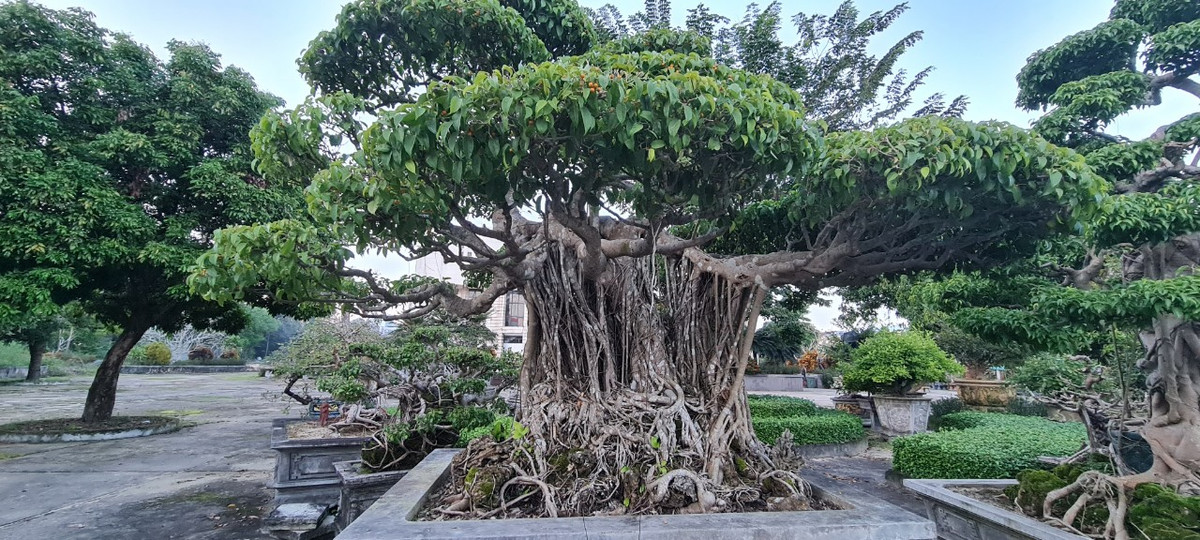 Sanh là cây thân gỗ, có khả năng phân cành cao, trên thân hoặc cành thường là hình các u và các sống gờ do có khả năng sinh trưởng mạnh, nhiều cành lá, nhánh, lá cây xanh tốt.