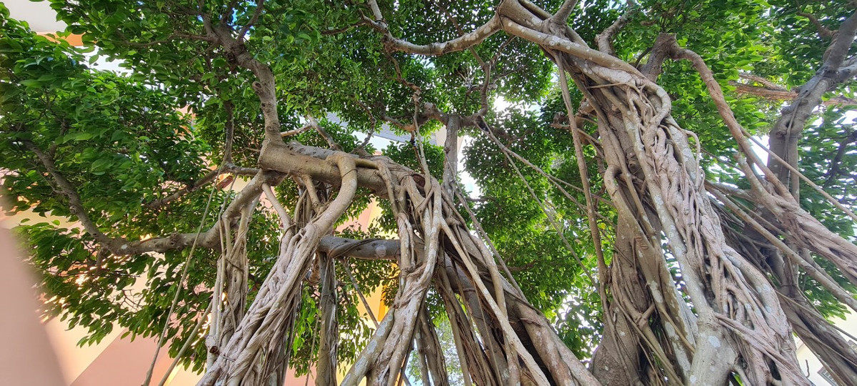 Rễ sanh nằm dưới đất và hình thành từ cành hoặc thân. Đặc biệt, phần thân và cành cây sanh dẻo dễ uốn, tạo thế đẹp.