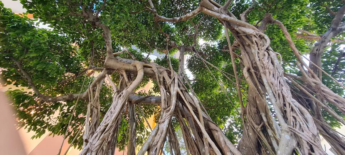 Rễ sanh nằm dưới đất và hình thành từ cành hoặc thân. Đặc biệt, phần thân và cành cây sanh dẻo dễ uốn, tạo thế đẹp.