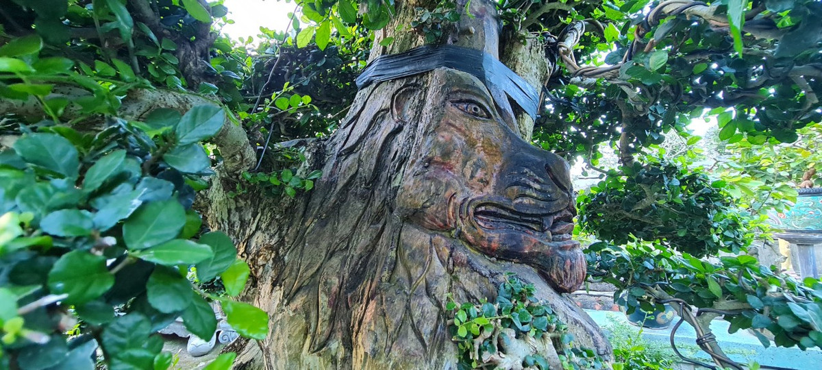 Những người chơi cây cảnh không chỉ quan tâm về giá trị thẩm mỹ của cây mà còn đặc biệt quan tâm tới yếu tố phong thủy. Với quan niệm này, cây duối được cho là mang lại may mắn cho gia chủ.