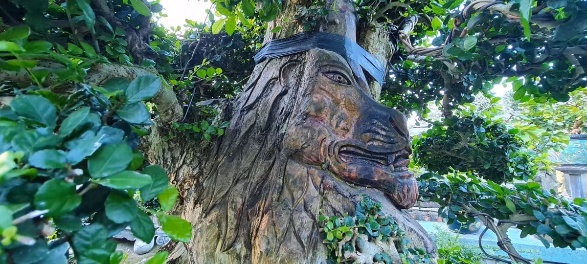 Những người chơi cây cảnh không chỉ quan tâm về giá trị thẩm mỹ của cây mà còn đặc biệt quan tâm tới yếu tố phong thủy. Với quan niệm này, cây duối được cho là mang lại may mắn cho gia chủ.