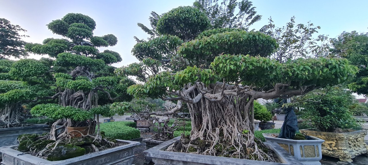 Lá sanh dày, phân bố mật độ cao tạo tán xum xuê nên thường được trồng tạo cảnh quan trong công viên, khuôn viên công sở, sân vườn biệt thự,...