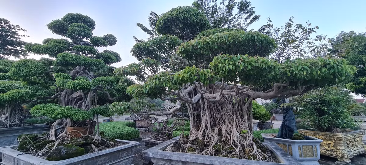 Lá sanh dày, phân bố mật độ cao tạo tán xum xuê nên thường được trồng tạo cảnh quan trong công viên, khuôn viên công sở, sân vườn biệt thự,...
