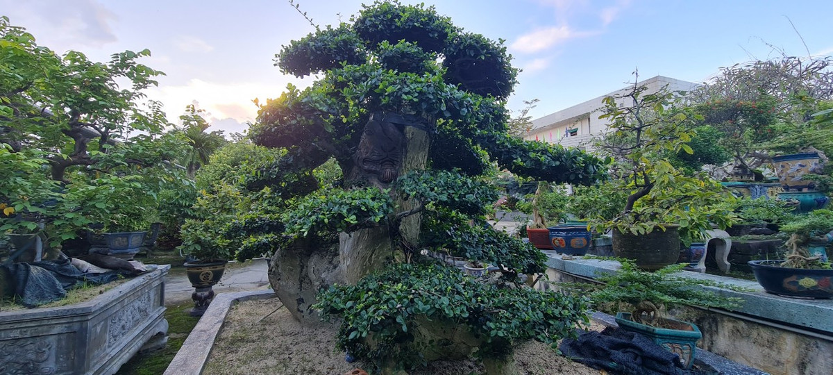 Cây duối ít sâu bệnh và có tuổi thọ cao, có sức sống mãnh liệt, thích nghi với mọi điều kiện, mọi môi trường sống, được mệnh danh là "vua của các loài cây cảnh".