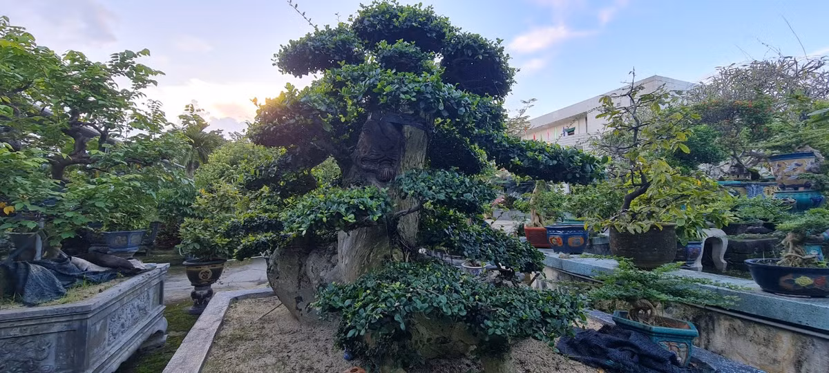 Cây duối ít sâu bệnh và có tuổi thọ cao, có sức sống mãnh liệt, thích nghi với mọi điều kiện, mọi môi trường sống, được mệnh danh là "vua của các loài cây cảnh".