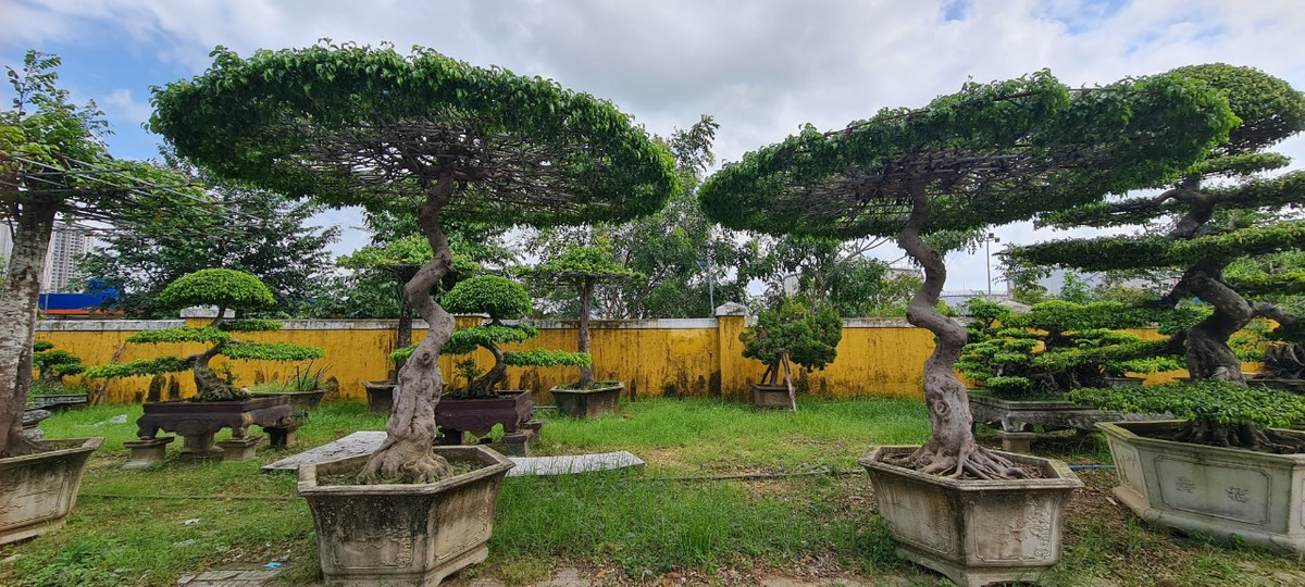 Tùy theo sở thích cũng như gu thẩm mỹ của từng người, chủ nhân sẽ lựa chọn kiểu tán lá phù hợp cho cây sanh bonsai.