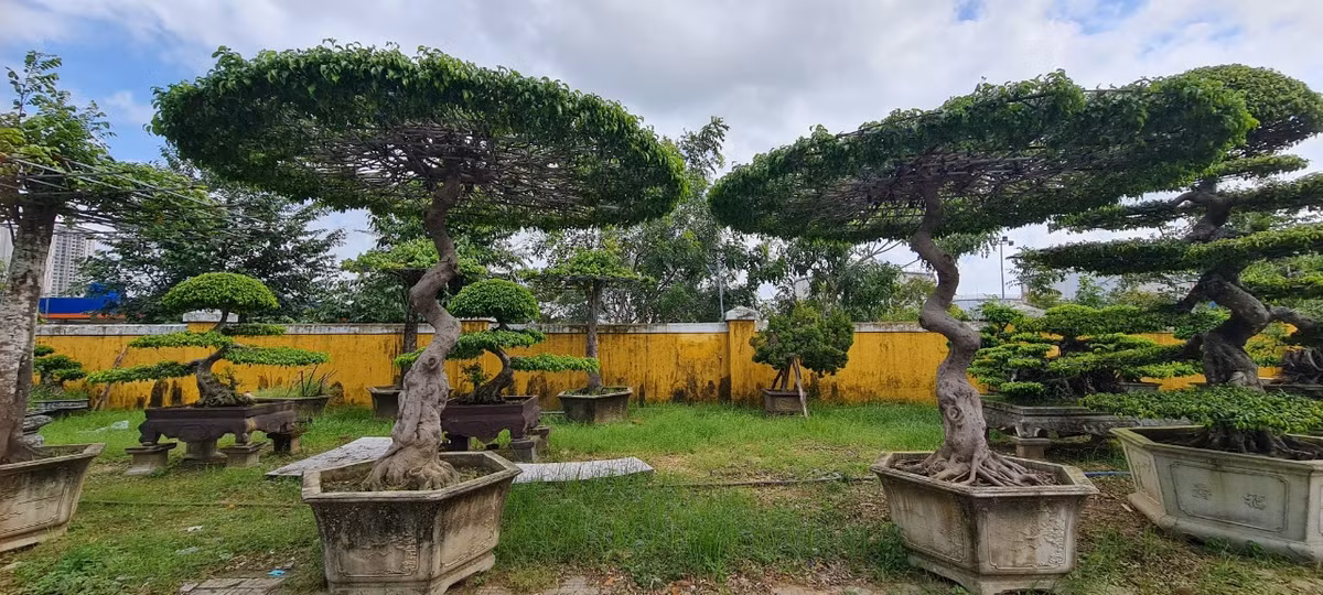 Tùy theo sở thích cũng như gu thẩm mỹ của từng người, chủ nhân sẽ lựa chọn kiểu tán lá phù hợp cho cây sanh bonsai.