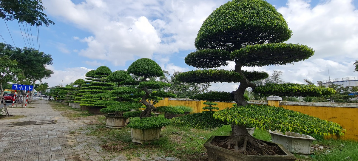  Cây sanh là cây cổ thụ cao lớn nhưng cũng được trồng ở dạng bonsai.