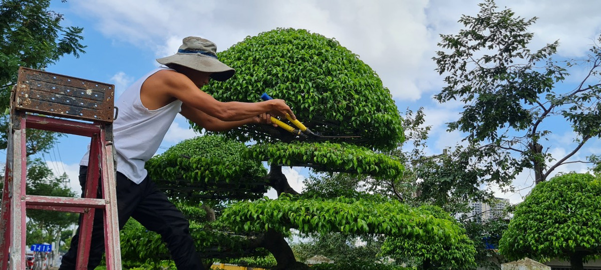 Kiểu tán tròn đầy cần phải rất kỳ công tạo dáng và dùng dây thép để cố định được vị trí cũng như kiểu dáng của cây.