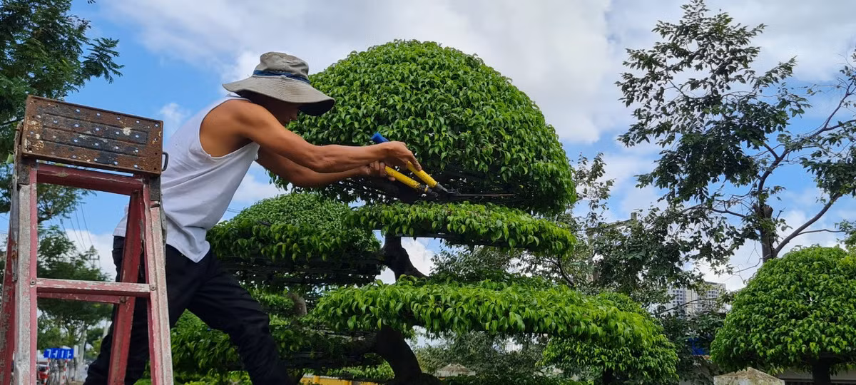 Kiểu tán tròn đầy cần phải rất kỳ công tạo dáng và dùng dây thép để cố định được vị trí cũng như kiểu dáng của cây.