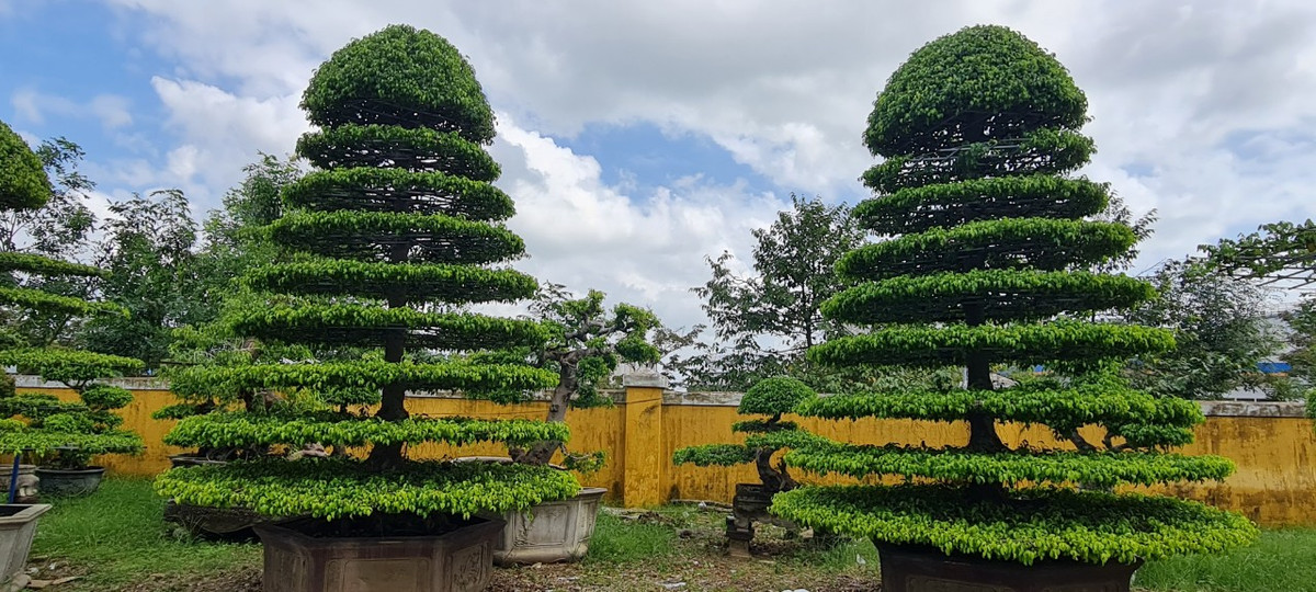 Ở nước ta, cây sanh có nhiều loại khác nhau như sanh Hải Hậu, sanh Nam Điền, sanh lá mỏng... Đây cũng là loại bonsai được trồng nhiều ở các tỉnh thành như Nam Định, Hà Nội, Bình Định, ...