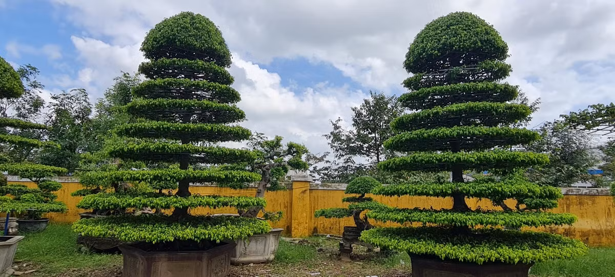 Ở nước ta, cây sanh có nhiều loại khác nhau như sanh Hải Hậu, sanh Nam Điền, sanh lá mỏng... Đây cũng là loại bonsai được trồng nhiều ở các tỉnh thành như Nam Định, Hà Nội, Bình Định, ...