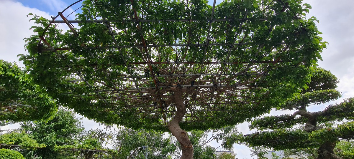 Thân và cành của cây sanh khá dẻo, nhờ đó mà nhiều người thường uốn nắn cây để tạo dáng bonsai, tăng giá trị và tính thẩm mỹ.