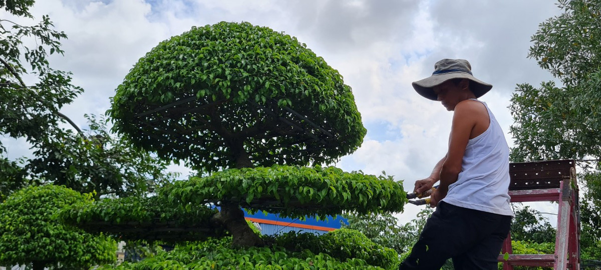 Có rất nhiều cách để tạo tán lá đẹp cho cây sanh cảnh, trong đó có kiểu tán lá tròn đầy hoặc tán lá truyền thống.