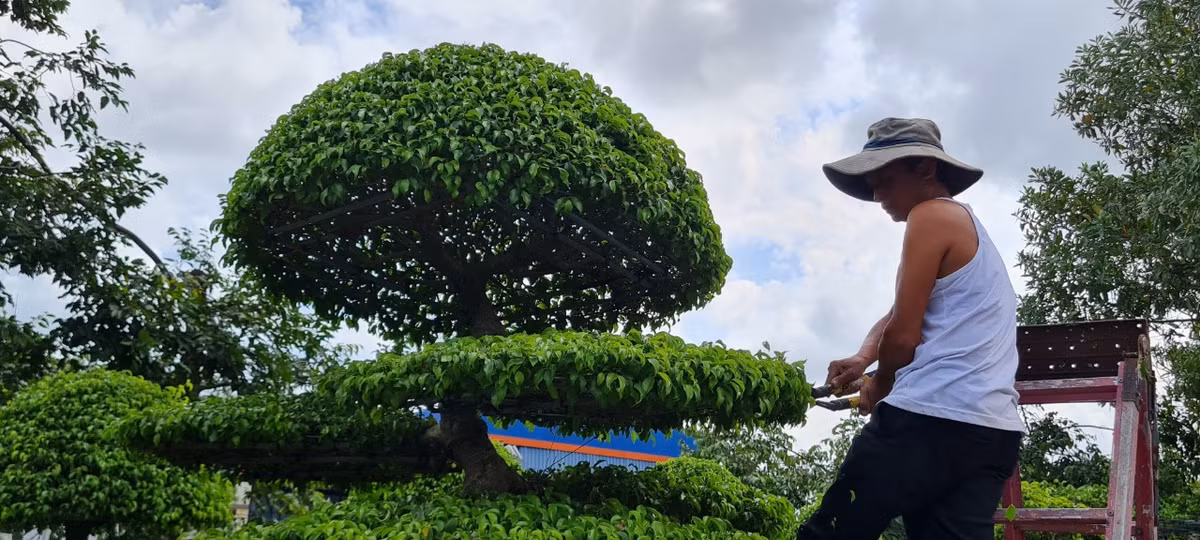 Có rất nhiều cách để tạo tán lá đẹp cho cây sanh cảnh, trong đó có kiểu tán lá tròn đầy hoặc tán lá truyền thống.