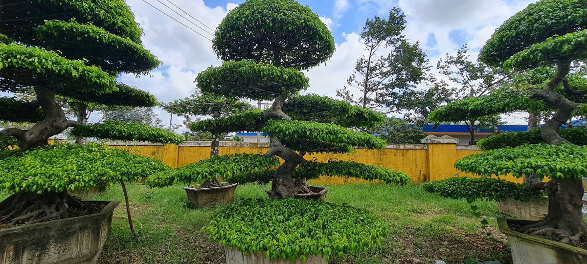 Cây sanh sinh trưởng rất tốt trong các điều kiện khắc nghiệt, mang sức sống trường tồn kiên cường nên thường đại diện cho sức sống mãnh liệt của con người, biểu trưng cho sự kiên định vững vàng và trường thọ.